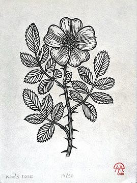 David Miles Lusk, Wood's Rose Botanical Print
linoleum cut block print on stonehenge paper
