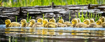 SMID 0070 Follow the Leader