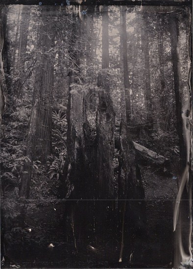 Brian Pierson, Burnt Redwood
2022, Tintype Photo