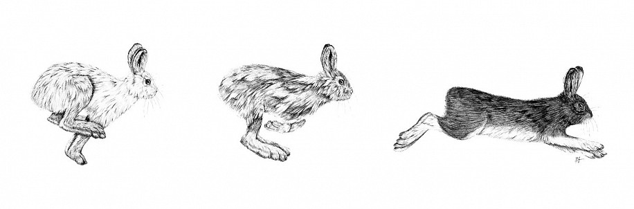 Brittany Finch, Seasons/Snowshoe Hare hopping through seasonal color change.
2023, ink on paper