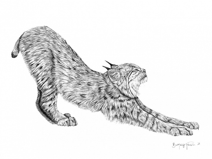 Brittany Finch, Big Stretch/ Canada Lynx
2023, ink on paper