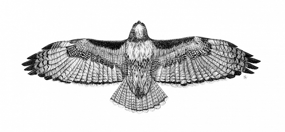 Brittany Finch, Formidable/ Red Tailed Hawk
2023, ink on paper