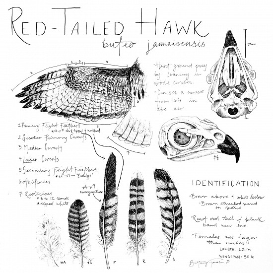Brittany Finch, Red Tailed Hawk Field Journal
2023, ink on paper