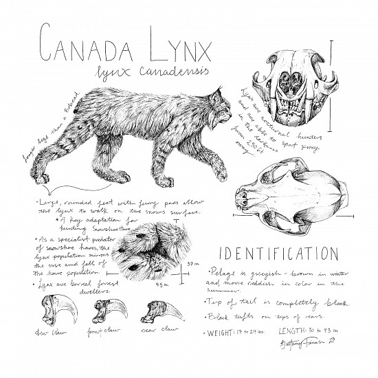 Brittany Finch, Canada Lynx Field Journal
2023, ink on paper
