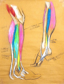 cox 0057 gastrocnemii