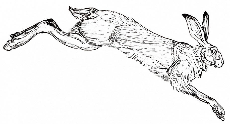 Christina Villagomez, A Hare's Length
2024, india ink