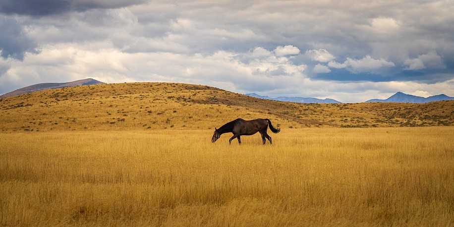 Dan Smith, Golden Solitude
2023, photography