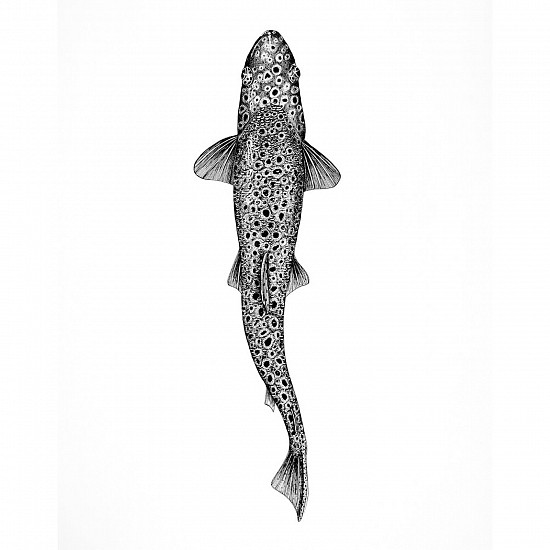 Brittany Finch, Brown Trout Print
2023, print