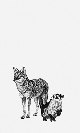 Brittany Finch, Coyote and American Badger
2024, ink on paper