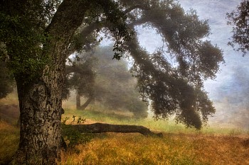 dece 0034 forest morning