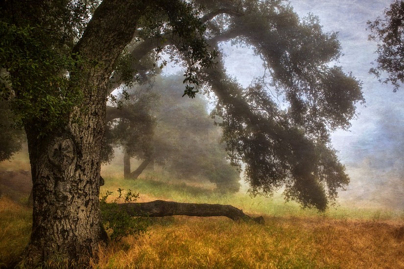 Mike DeCesare, Forest Morning
2021, Photography, Giclee