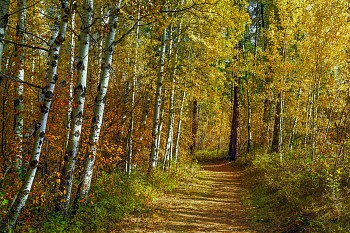 dece 0036 autumn trail