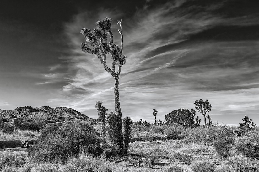 Mike DeCesare, Covington Flats Wilderness
2024, photography