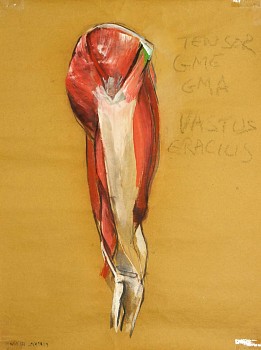 cox 0065 lateral view of quadriceps