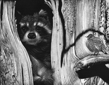 bair 0014 ever hopeful 8x10