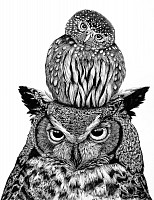 FINC 0004 Owls
