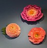 Arine Flowers