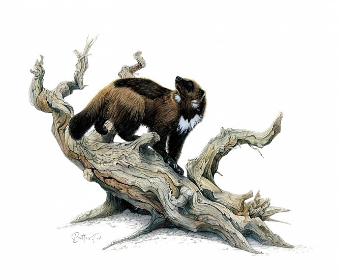 Brittany Finch, Wolverine
2025, watercolor
