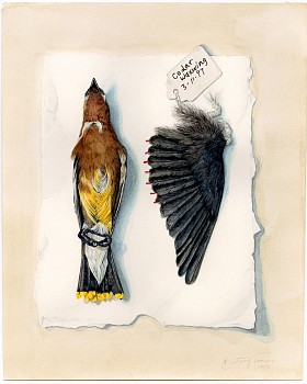 finc 0082 waxwing tompe l oeil