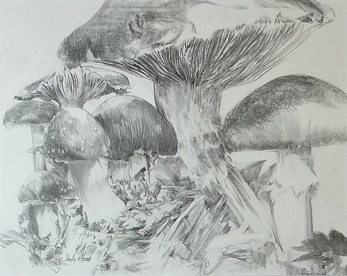 Shelly Haas, Wine Cap Wonders
2025, graphite