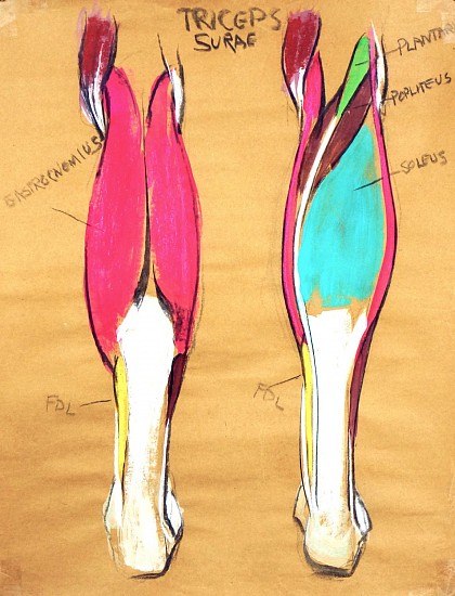 Peter Cox, Triceps Surae
2017, Pastel and charcoal on paper