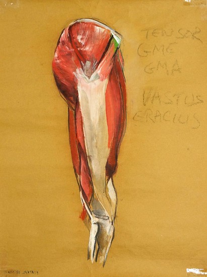 Peter Cox, Lateral View of Quadriceps
2017, Pastel and charcoal on paper