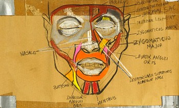 cox 0069 facial muscles