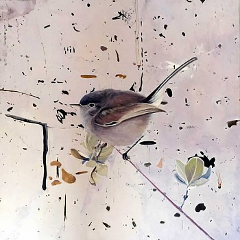 hayk 0009 gnatcatcher sm